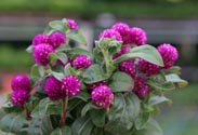 Gomphrena