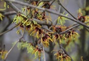 Hamamelis - Zaubernuss