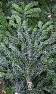 Handbund Nobilis