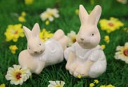 Hase
