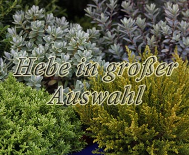 Alles für Ihre Herbstbepflanzung