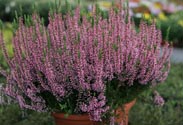Heide Calluna - Garden Girls