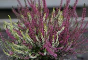 Heide Calluna - Twin Girls