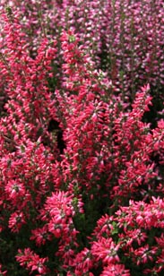 Heide Calluna - Garden Girls