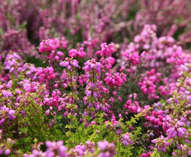 Sommerheide