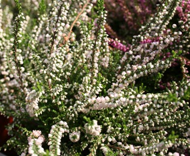 Blütenmeer im Garten