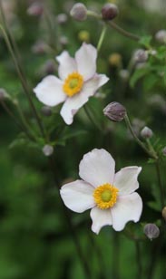 Herbstanemone