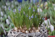 Bepflanztes Herz mit Muscarie
