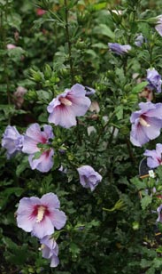 Hibiskus-Busch