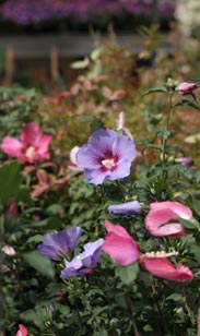 Hibiskus-Busch