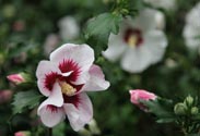 Freiland-Hibiskus