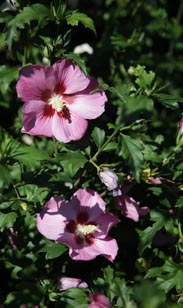 Freiland-Hibiskus
