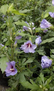 Freiland-Hibiskus