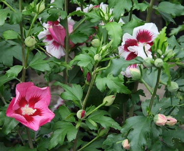 Hibiskus-Busch