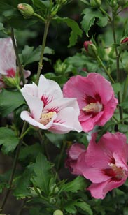 Freiland-Hibiskus