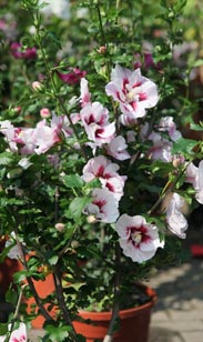 Freiland-Hibiskus