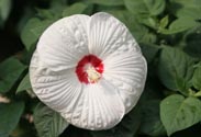 Hibiskus 