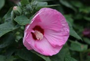 Hibiskus 