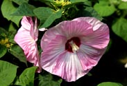 Hibiskus 