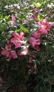 Hibiskus