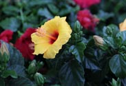 Hibiskus