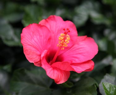 Hibiskus