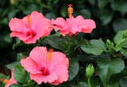 Hibiscus