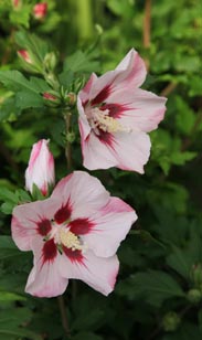 Hibiscus