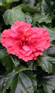 Zimmer-Hibiskus