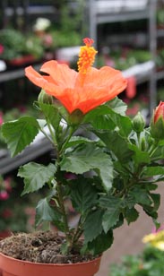 Hibiskus