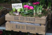 Holzkiste bepflanzt