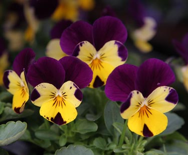 Blütenmeer im Garten