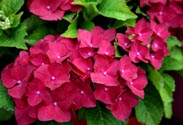 Ballhortensie