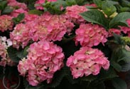 Freiland-Hortensie