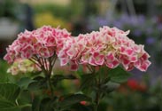 Hortensie Mix