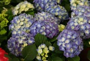 Hortensie