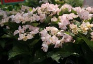 Hortensie