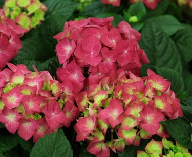 Hortensie