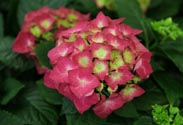 Hortensien