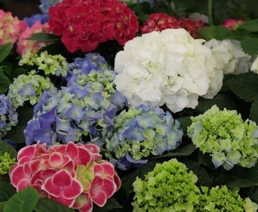 Hortensie