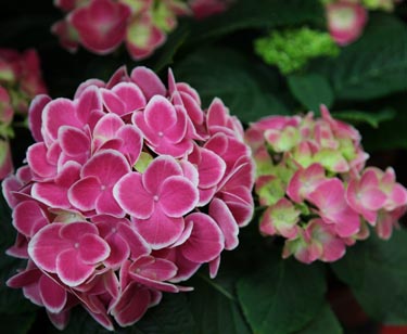 Hortensie