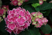 Hortensie