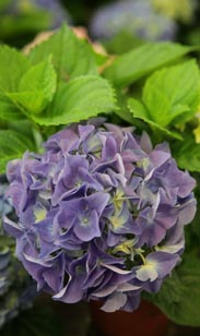 Hortensien
