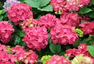 Hortensie