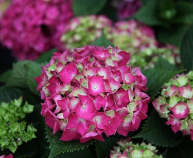 Hortensie