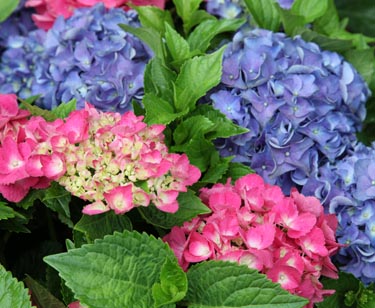 Hortensie