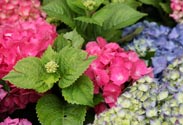 Hortensie