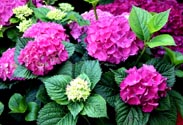 Hortensien