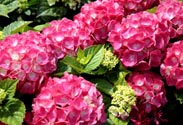 Hortensien