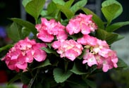 Hortensie